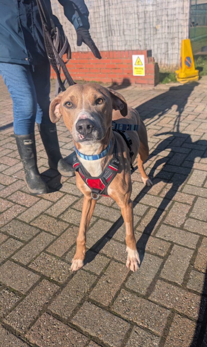 Hunter, a 1 year old male Whippet available for adoption from Newcastle Dogs & Cats Shelter in Tyne and Wear