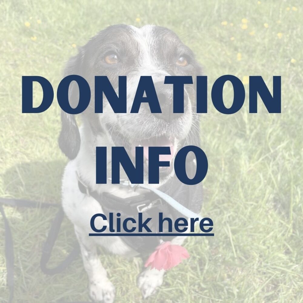 Newcastle Dog & Shelter Saving lives in the North East