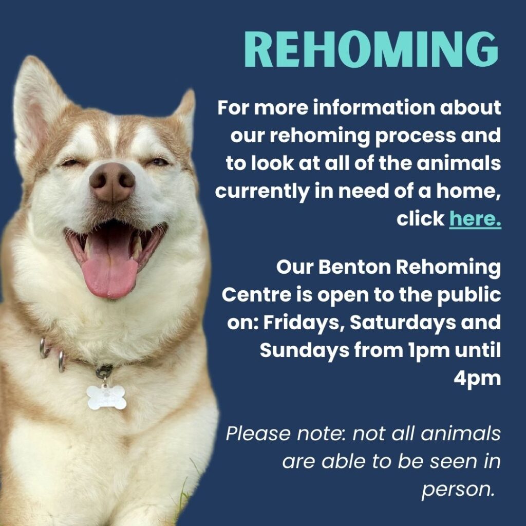 Newcastle Dog & Shelter – Saving lives in the North East Newcastle Dog & Shelter – Saving lives in the North East