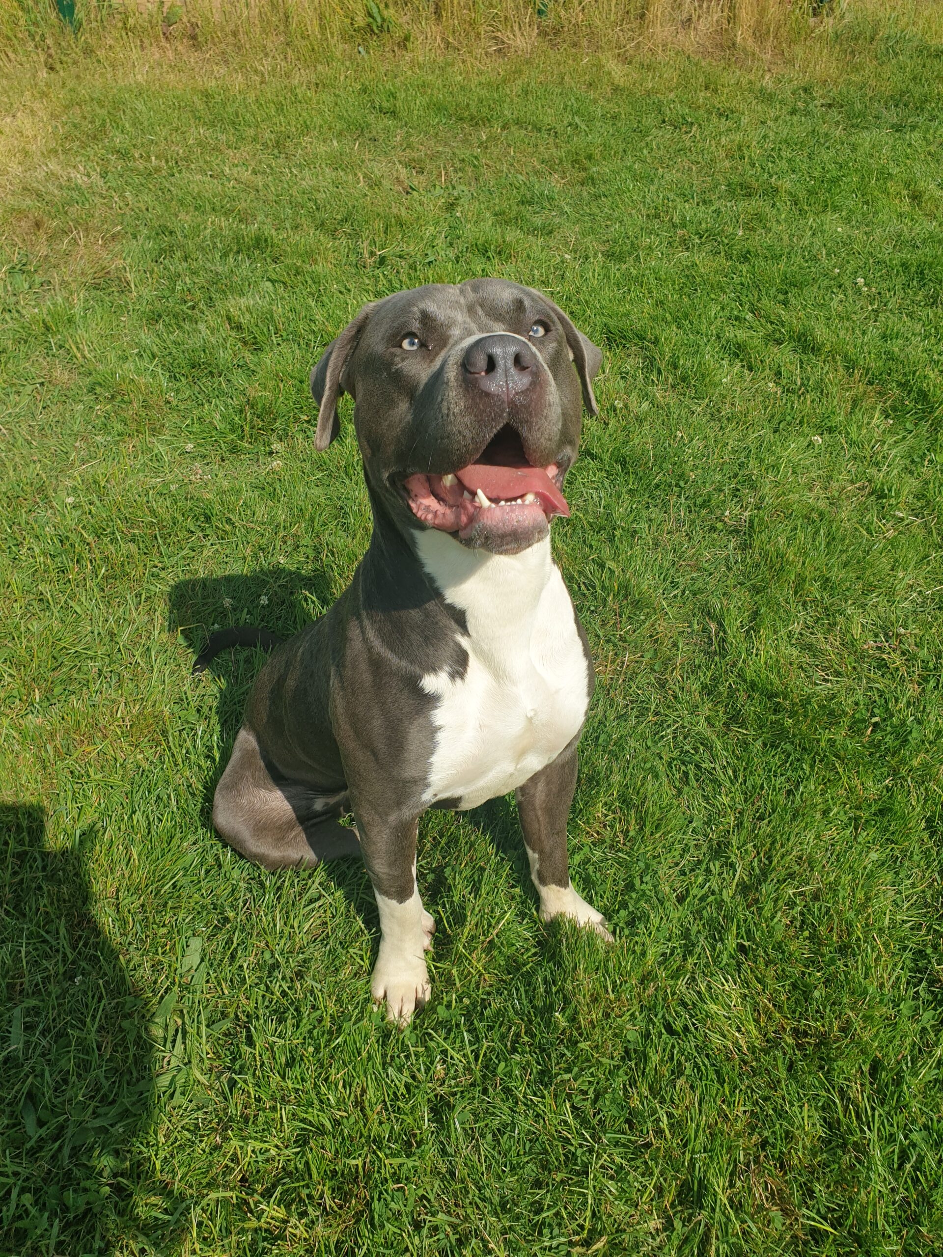 North Newcastle Dog & Shelter