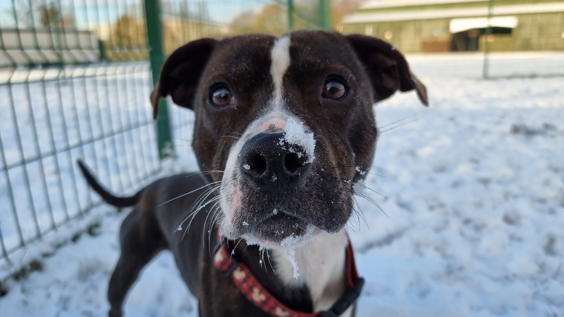 Ace Newcastle Dog & Cat Shelter