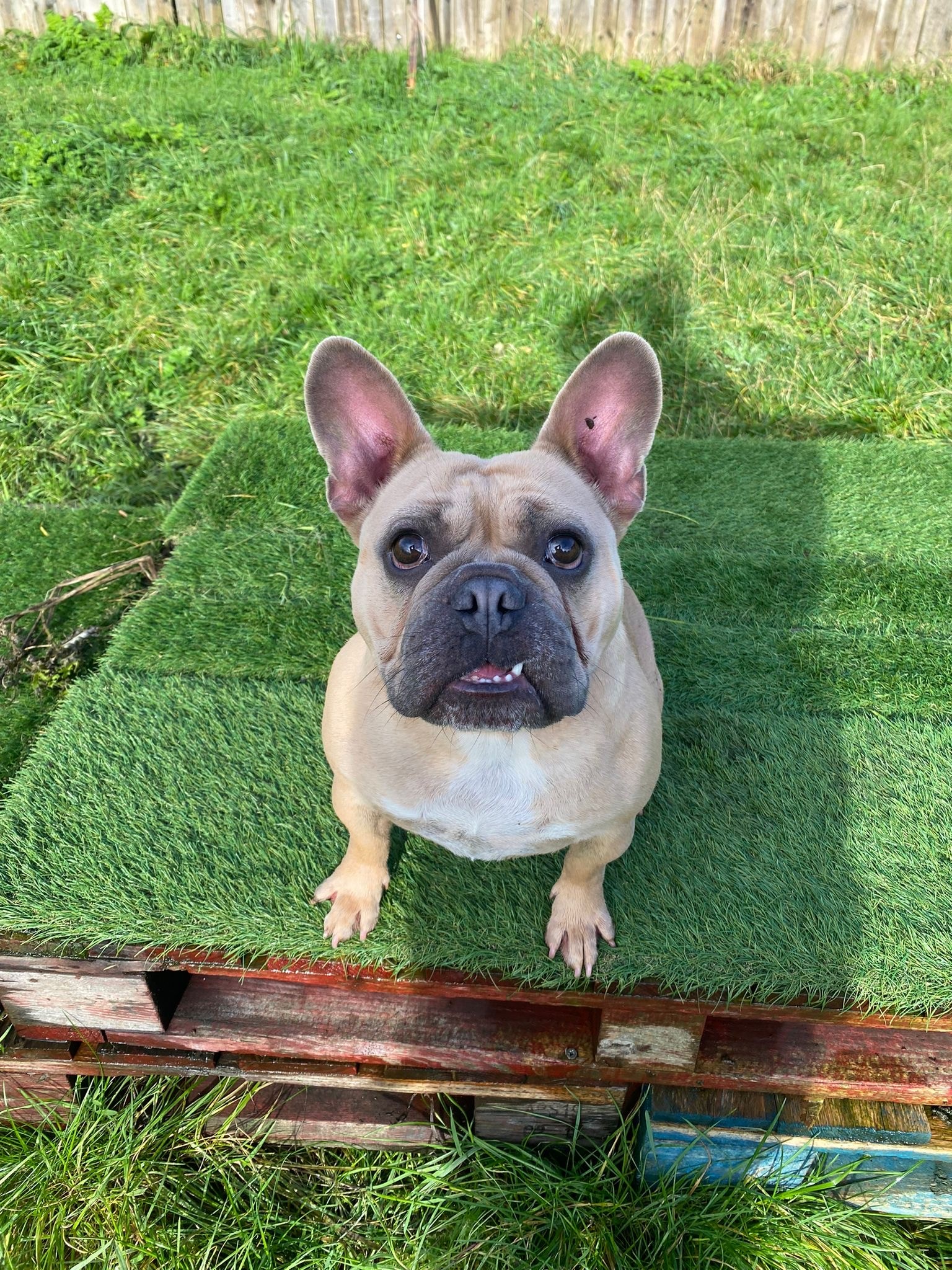 Agnes 1 Newcastle Dog & Cat Shelter