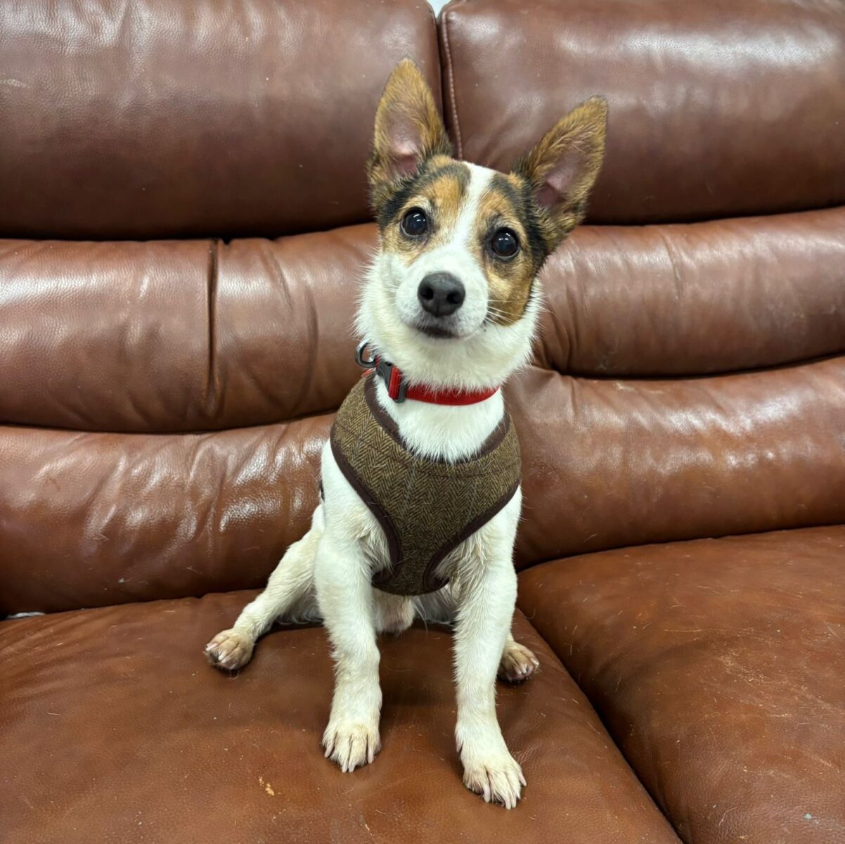 Alfie, a 9 years old unknown Unknown available for adoption from Newcastle Dogs & Cats Shelter in Tyne and Wear