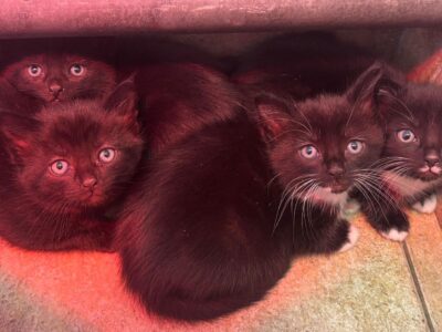 A picture of all 4 kittens found in our skip on site.