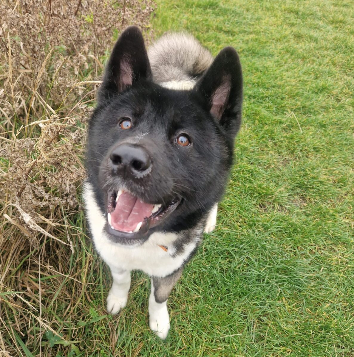 Andy, a 6 years old male Akita available for adoption from Newcastle Dogs & Cats Shelter in Tyne And Wear