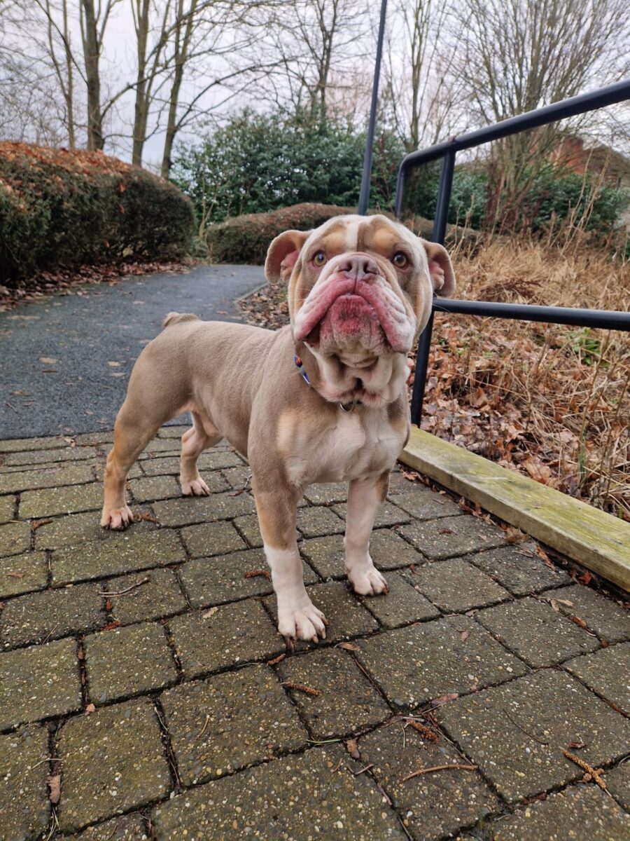Apollo, a 3 years old male Bulldog available for adoption from Newcastle Dogs & Cats Shelter in Tyne and Wear