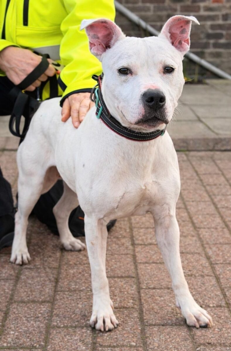 Archer, a 4 years old male Staffordshire Bull Terrier available for adoption from Newcastle Dogs & Cats Shelter in Tyne and Wear