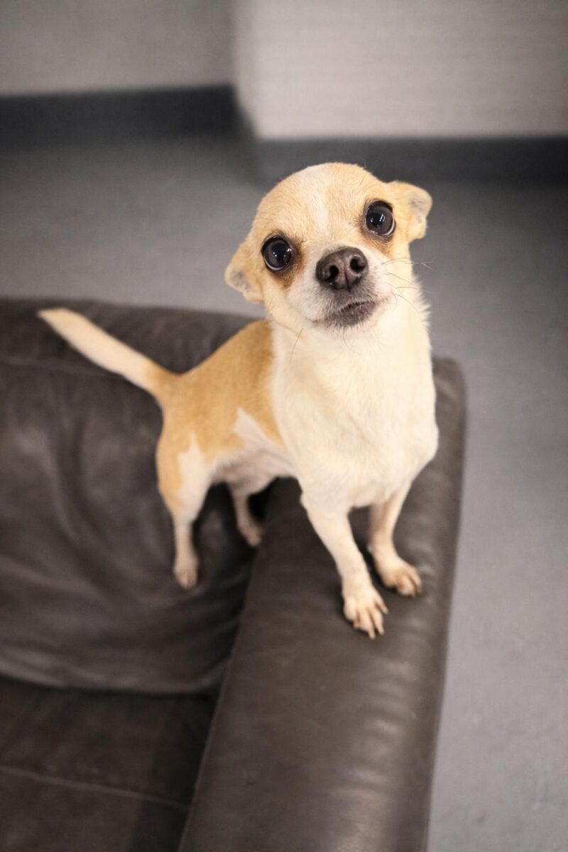 Arnold, a Unknown old unknown Unknown available for adoption from Newcastle Dogs & Cats Shelter in Newcastle-Upon-Tyne, Tyne and Wear