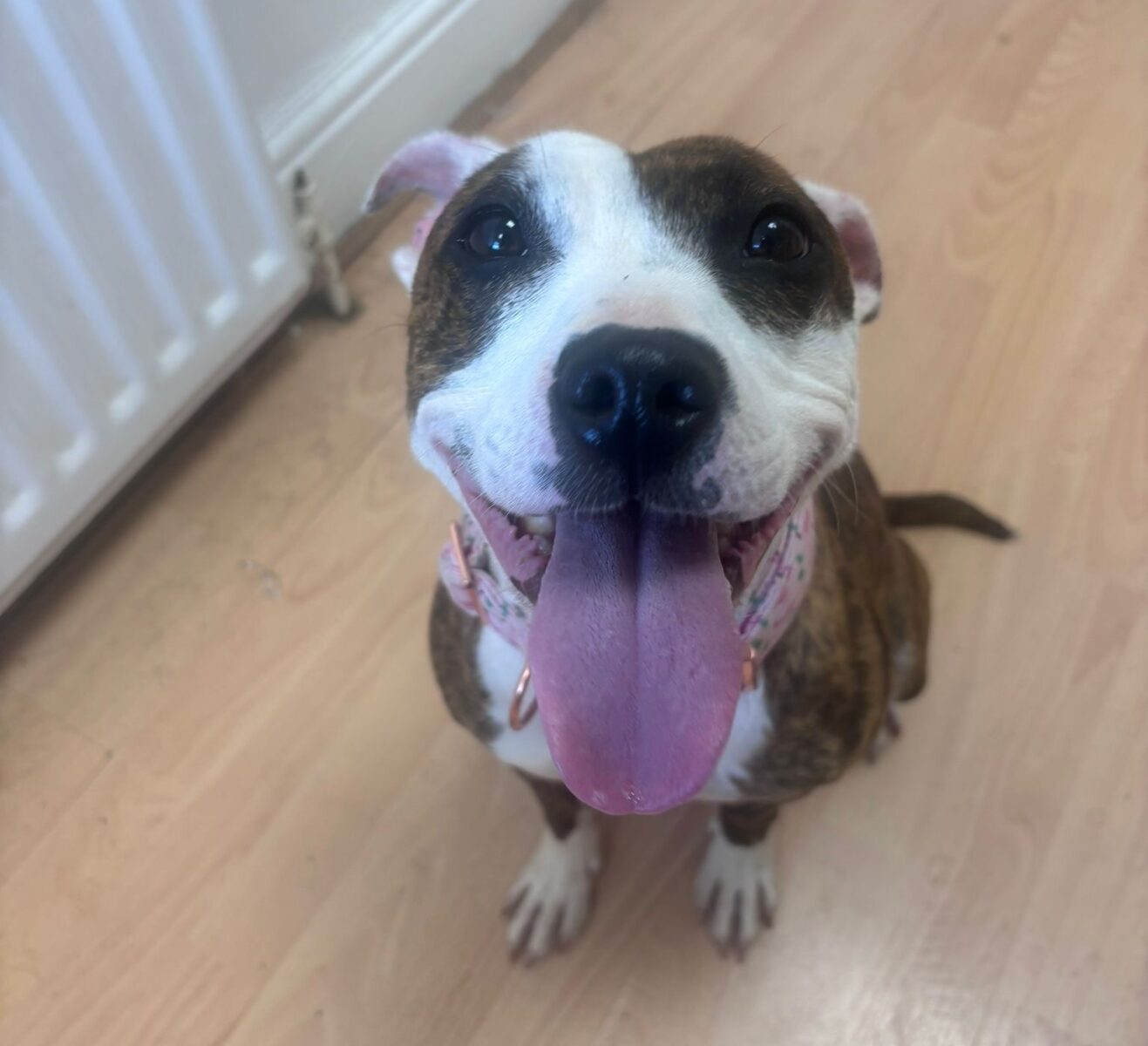 Arwen, a 3 years old female Staffordshire Bull Terrier available for adoption from Newcastle Dogs & Cats Shelter in Tyne and Wear