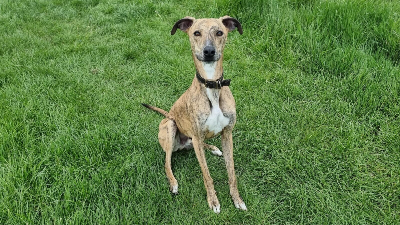 Axle, a 1 year old male Lurcher available for adoption from Newcastle Dogs & Cats Shelter in Tyne and Wear