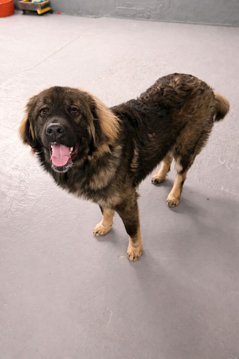 Barry, a 10 years old male Unknown available for adoption from Newcastle Dogs & Cats Shelter in Tyne and Wear