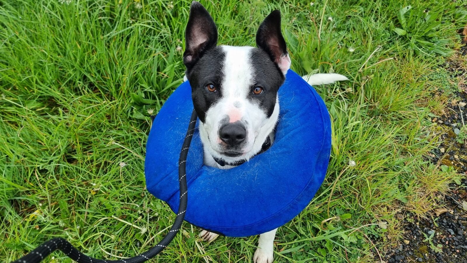 Basil, a 1 year old male Unknown available for adoption from Newcastle Dogs & Cats Shelter in Tyne and Wear