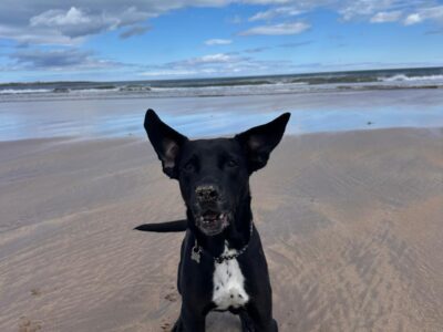 A picture of Missy enjoying a trip to the beach after being rehomed