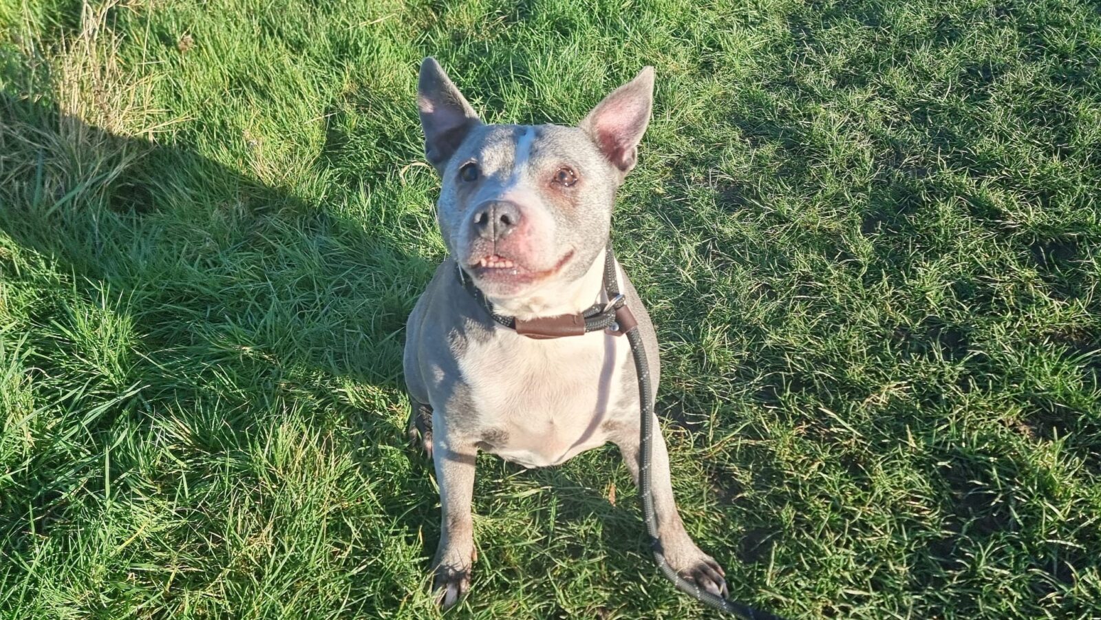 Bella, a 12 years old unknown Unknown available for adoption from Newcastle Dogs & Cats Shelter in Newcastle-Upon-Tyne, Tyne and Wear