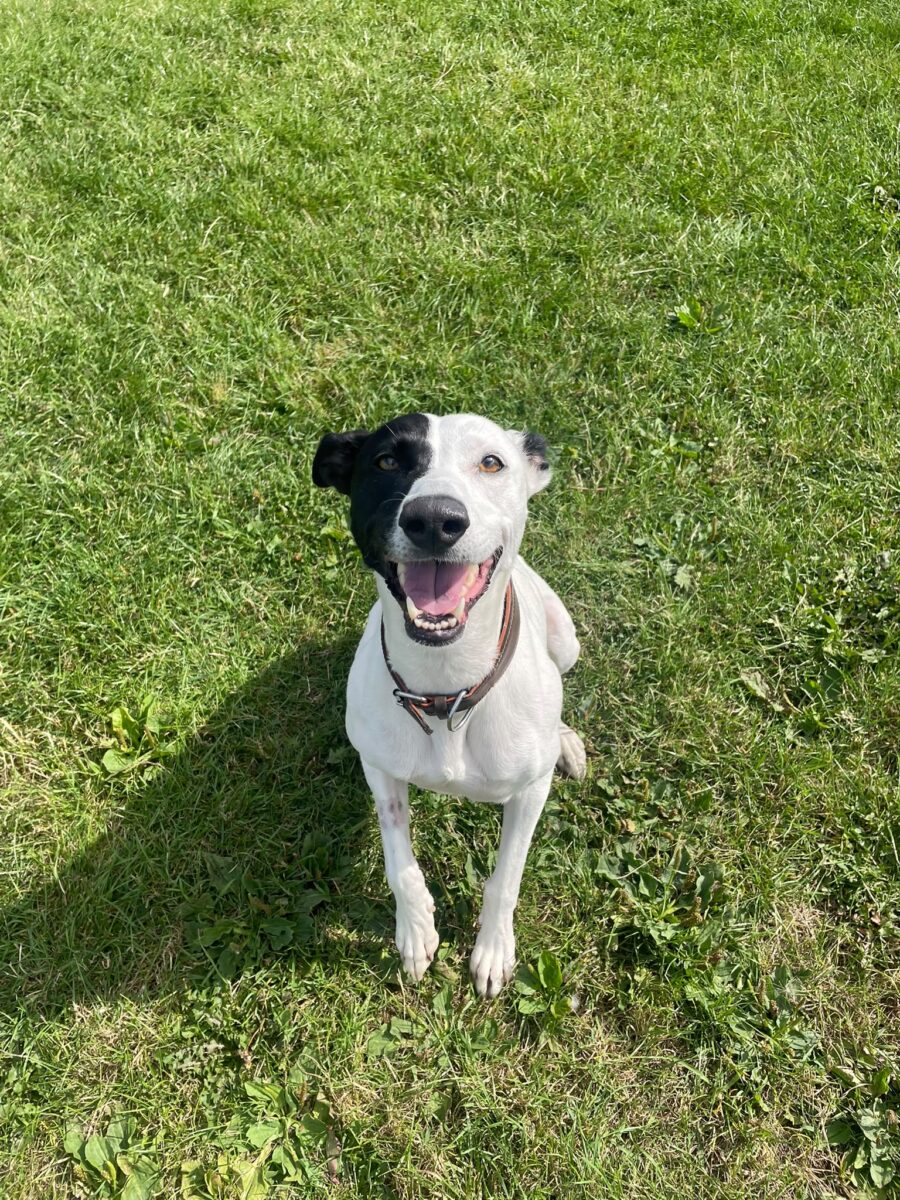 Bella, a 6 years old female Lurcher available for adoption from Newcastle Dogs & Cats Shelter in Tyne and Wear