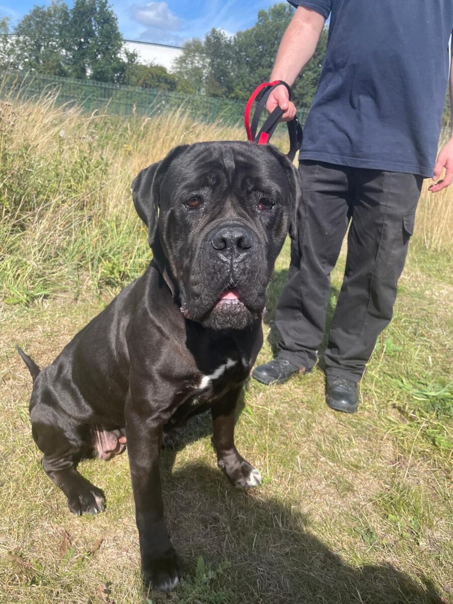 Belle, a 6 years old unknown Unknown available for adoption from Newcastle Dogs & Cats Shelter in Newcastle-Upon-Tyne, Tyne and Wear