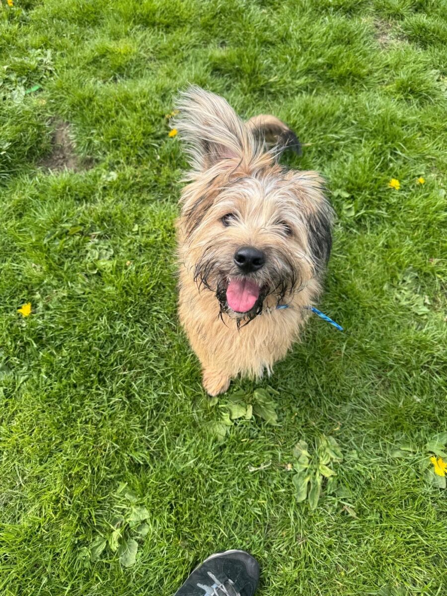 Bert, a 5 years old male Unknown available for adoption from Newcastle Dogs & Cats Shelter in Tyne and Wear