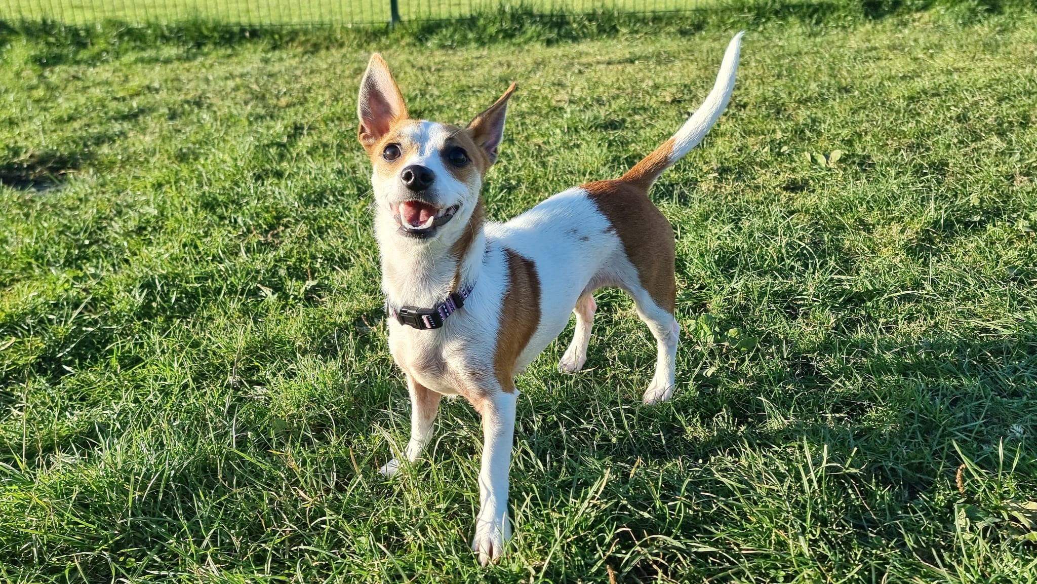 Betty Newcastle Dog & Cat Shelter