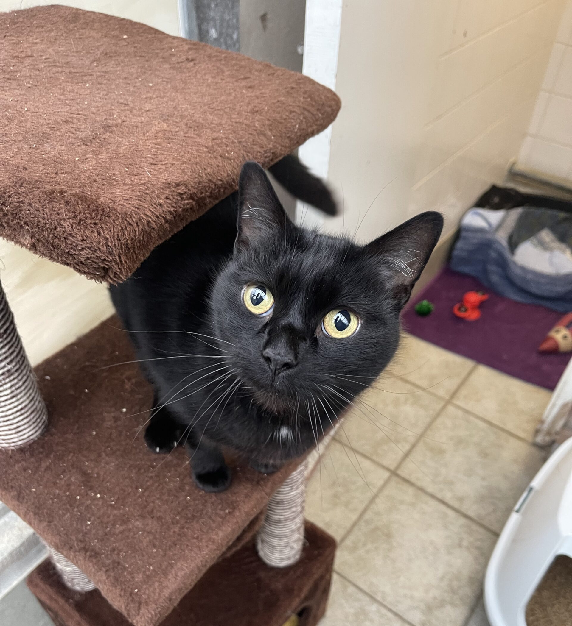 Benton dog best sale and cat shelter
