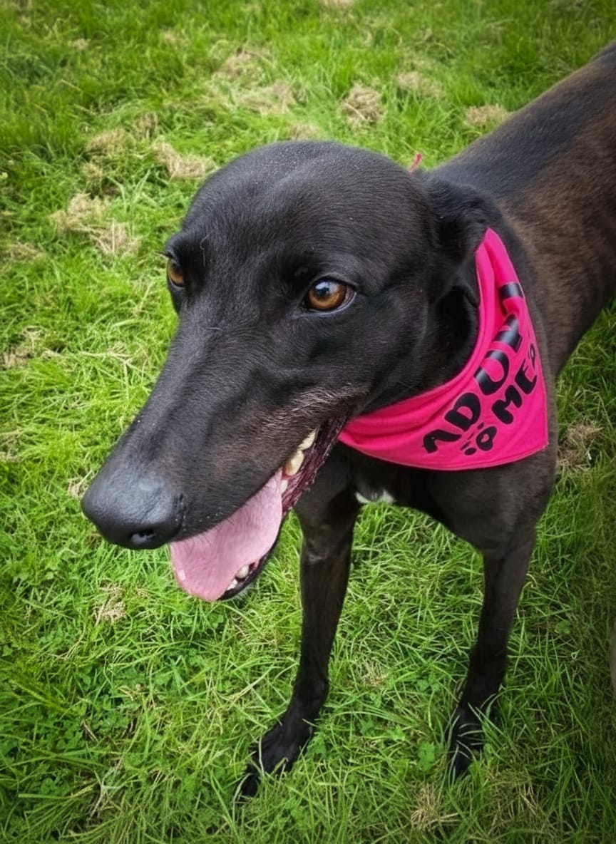 Bobo, a Unknown old unknown Unknown available for adoption from Newcastle Dogs & Cats Shelter in Tyne and Wear
