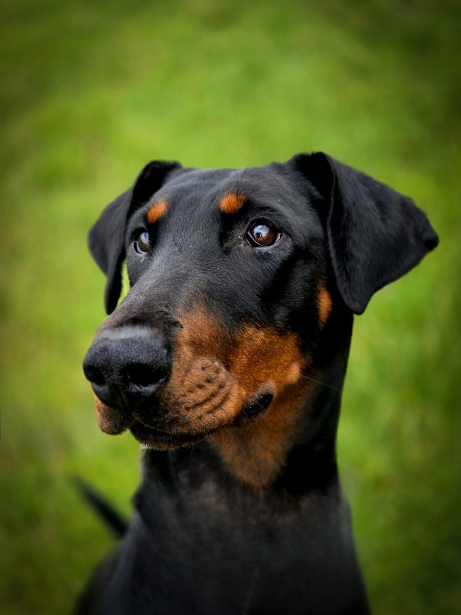 Bonnie, a Unknown old unknown Unknown available for adoption from Newcastle Dogs & Cats Shelter in Tyne and Wear
