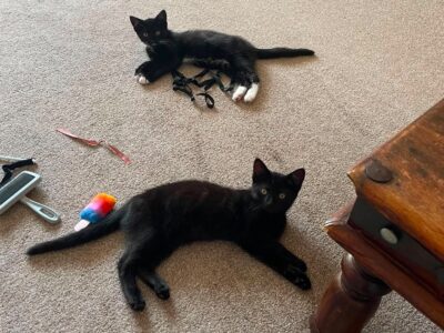 A picture of two of Karen's kittens, now Pickle and Evie, in their forever home.
