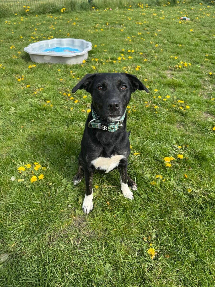 Breeze, a Unknown old unknown Unknown available for adoption from Newcastle Dogs & Cats Shelter in Tyne and Wear