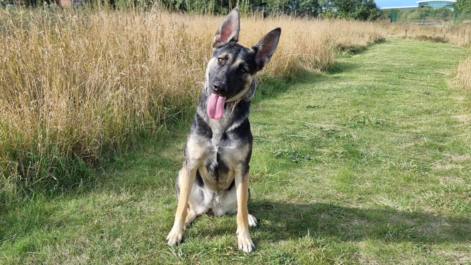 Callie, a 1 year old female Siberian Husky X German Shepherd available for adoption from Newcastle Dogs & Cats Shelter in Tyne And Wear