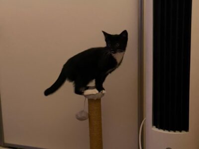 A picture of one of Karen's kittens on a cat tree in their forever home