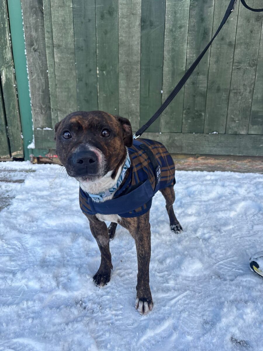 Chase, a 7 years old unknown Unknown available for adoption from Newcastle Dogs & Cats Shelter in Newcastle-Upon-Tyne, Tyne and Wear