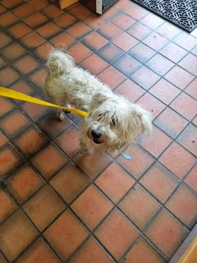 Chidi when he arrived at the Shelter as a stray dog. He was covered in matted fur.