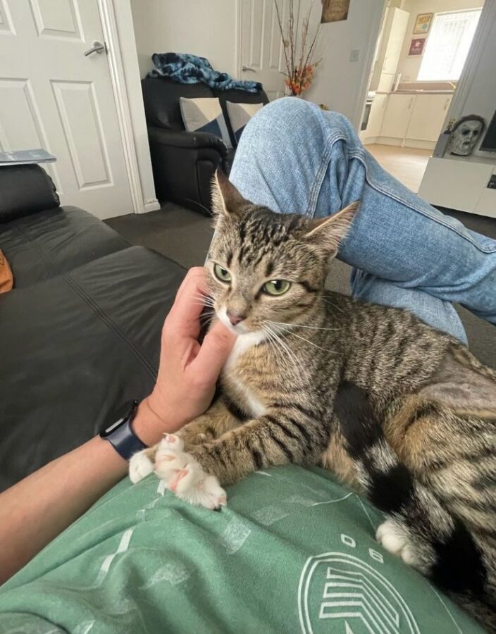 Valentina chilling on her owner's lap