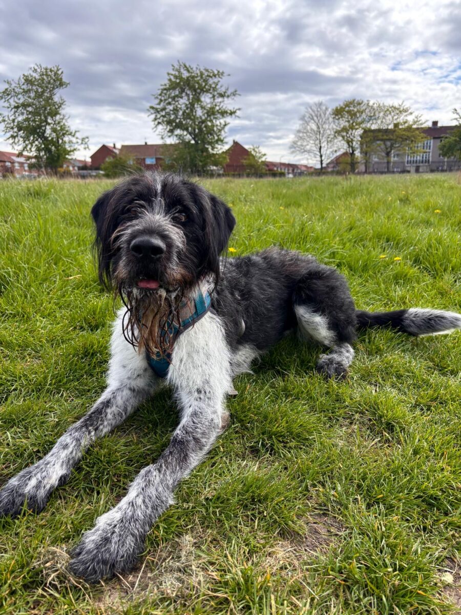 Coco, a 13 years old female Pointer x Labrador available for adoption from Newcastle Dogs & Cats Shelter in Tyne and Wear