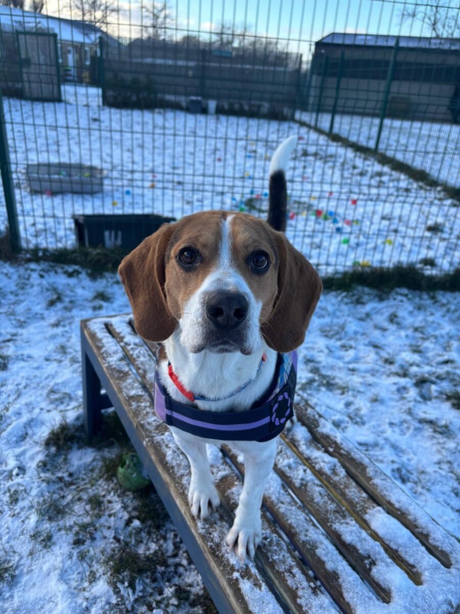 Coco, a 13 years old female Beagle available for adoption from Newcastle Dogs & Cats Shelter in Tyne and Wear