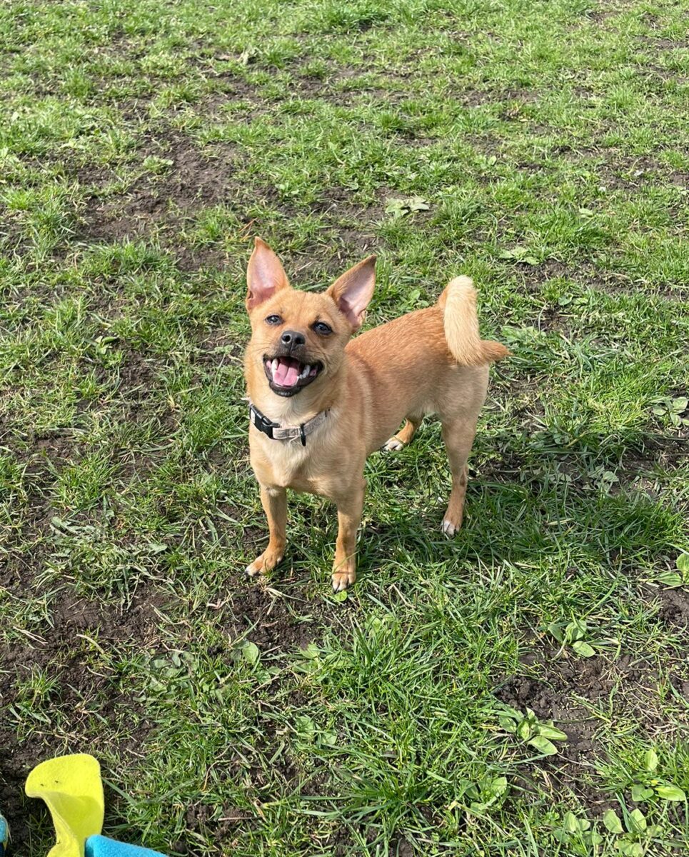 Crumpet, a Unknown old unknown Unknown available for adoption from Newcastle Dogs & Cats Shelter in Tyne and Wear
