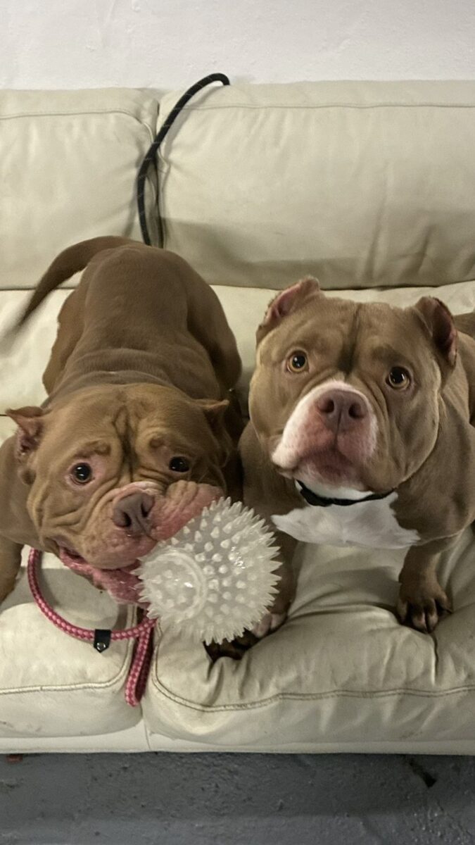 Delilah & Delores, a 2 years old female Crossbreed available for adoption from Newcastle Dogs & Cats Shelter in Newcastle-Upon-Tyne, Tyne and Wear