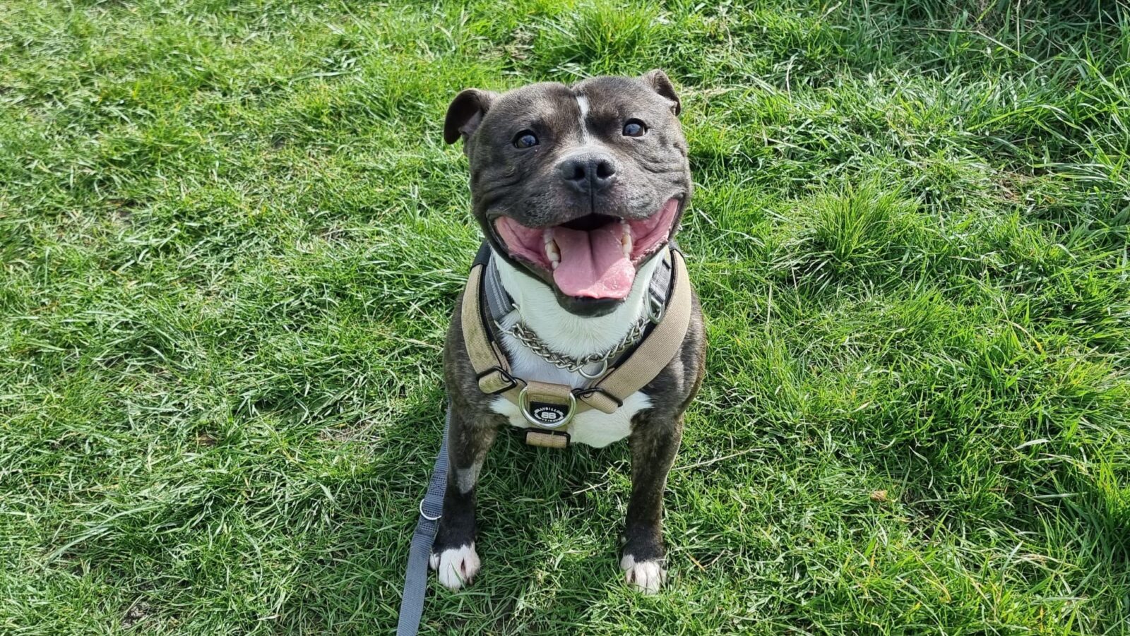 Daz, a 16 years old male Staffordshire Bull Terrier available for adoption from Newcastle Dogs & Cats Shelter in Tyne and Wear