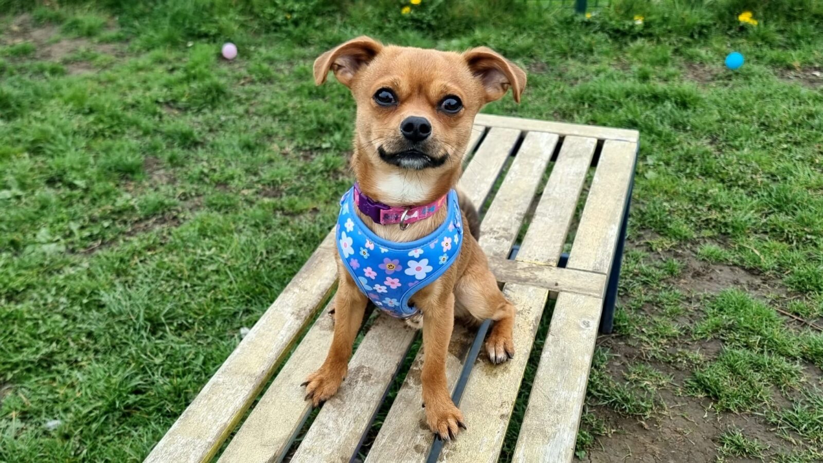 Diego, a Unknown old male Unknown available for adoption from Newcastle Dogs & Cats Shelter in Tyne and Wear