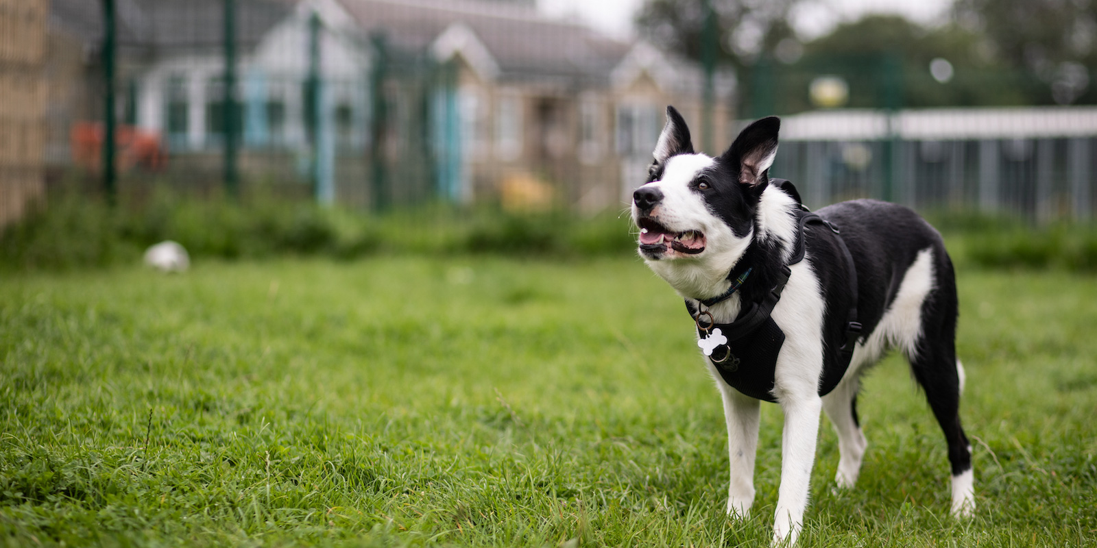 Links, a Unknown old unknown Unknown available for adoption from Newcastle Dogs & Cats Shelter in Newcastle-Upon-Tyne, Tyne and Wear