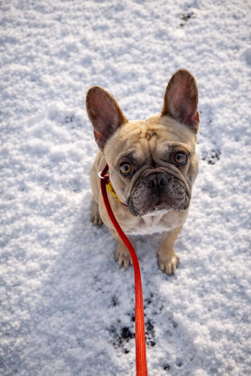 Elton, a 10 years old unknown Unknown available for adoption from Newcastle Dogs & Cats Shelter in Newcastle-Upon-Tyne, Tyne and Wear