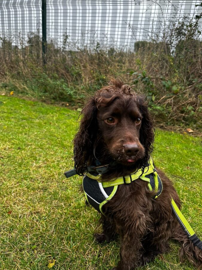 Frankie cockapoo