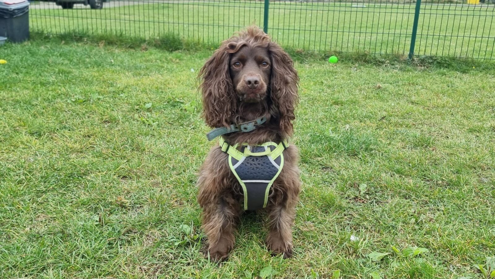 Frankie, a 3 years old male Cockapoo available for adoption from Newcastle Dogs & Cats Shelter in Tyne And Wear