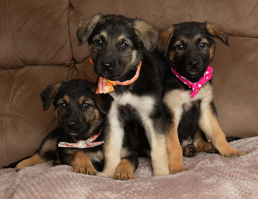 German Shepherd Crossbreed Puppies, a 2 months old German Shepherd available for adoption from Newcastle Dogs & Cats Shelter in Tyne And Wear