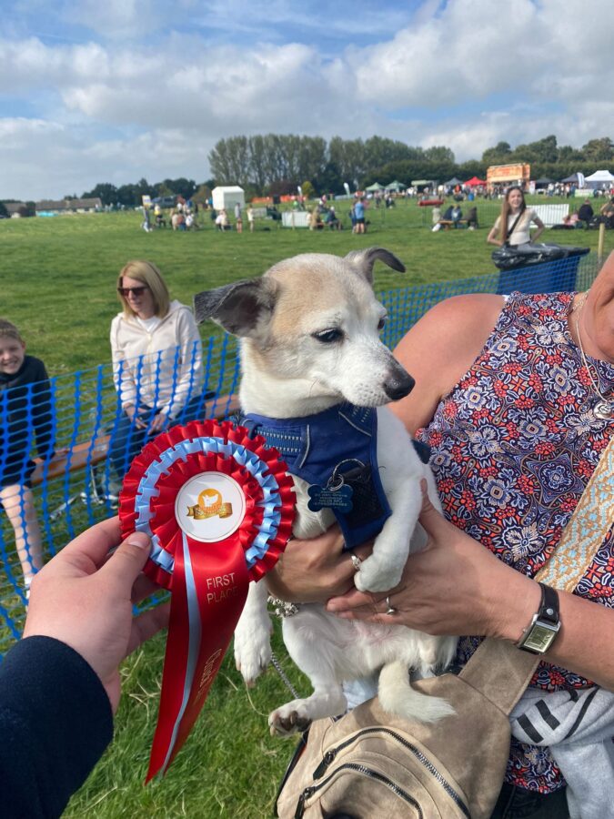An image of the dog that won golden oldie on saturday