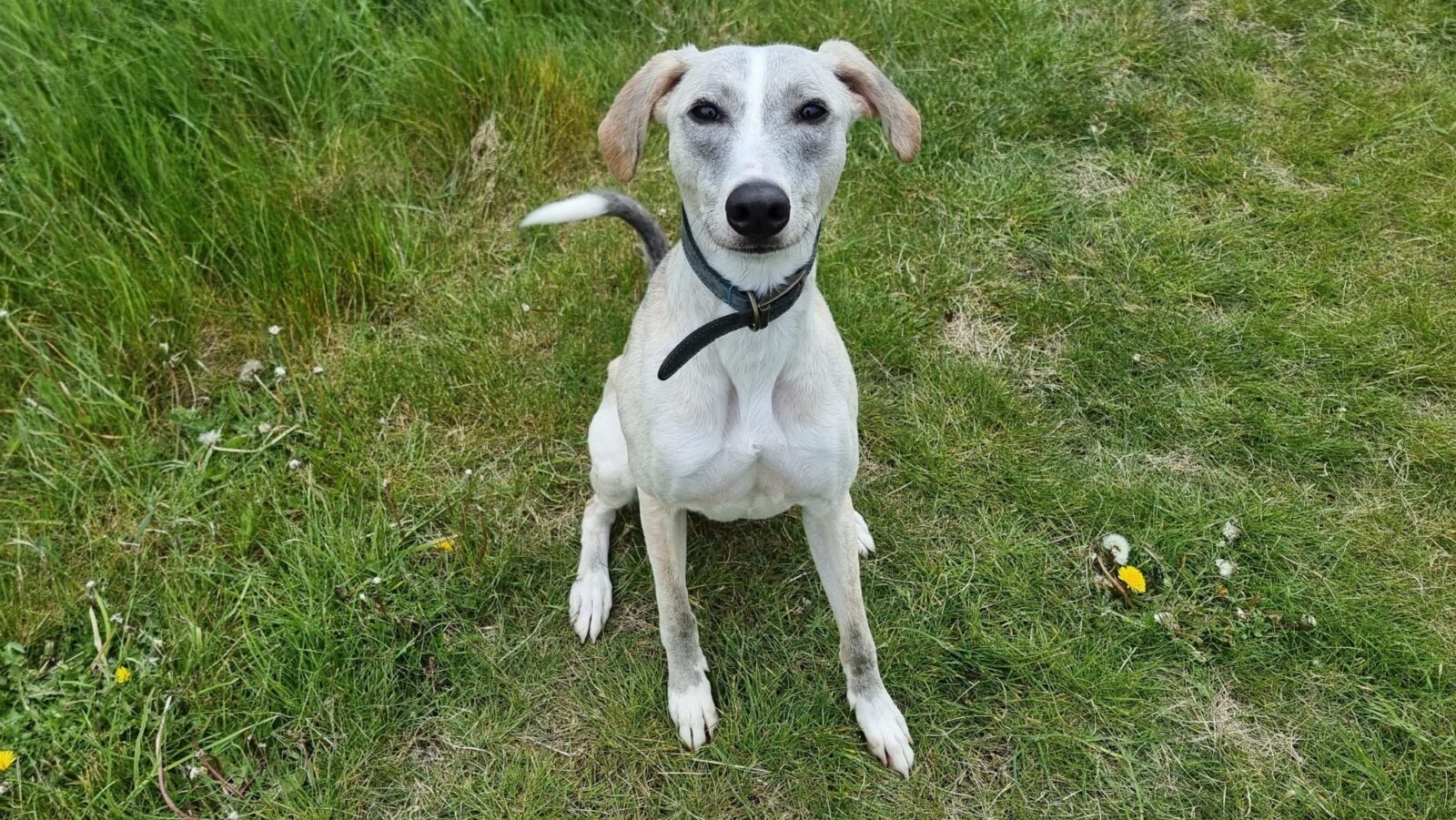 Goose, a 1 year old male Lurcher available for adoption from Newcastle Dogs & Cats Shelter in Tyne and Wear