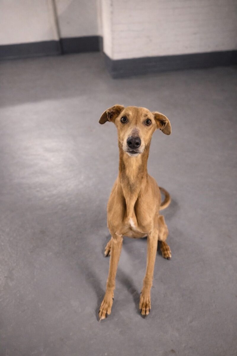 Harry, a Unknown old unknown Unknown available for adoption from Newcastle Dogs & Cats Shelter in Newcastle-Upon-Tyne, Tyne and Wear