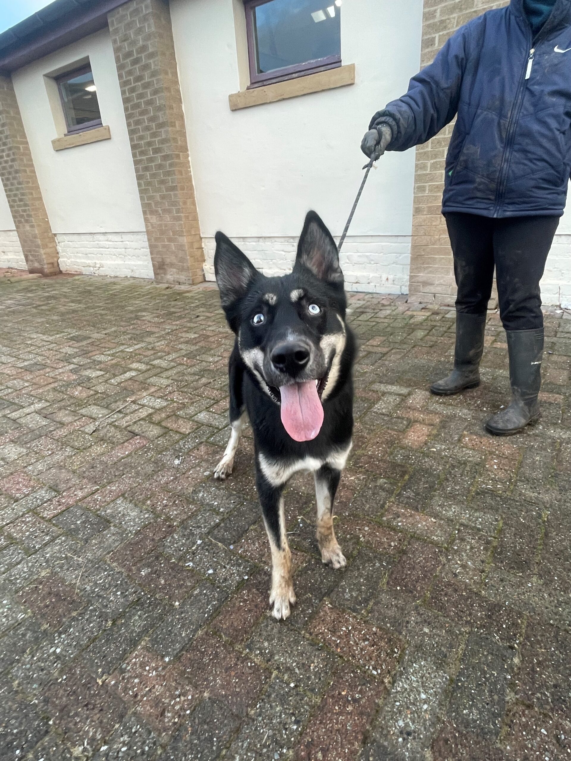 Hoggle Newcastle Dog & Cat Shelter