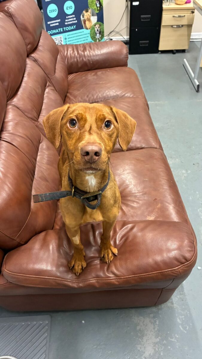 Juice, a 5 years old unknown Unknown available for adoption from Newcastle Dogs & Cats Shelter in Newcastle-Upon-Tyne, Tyne and Wear