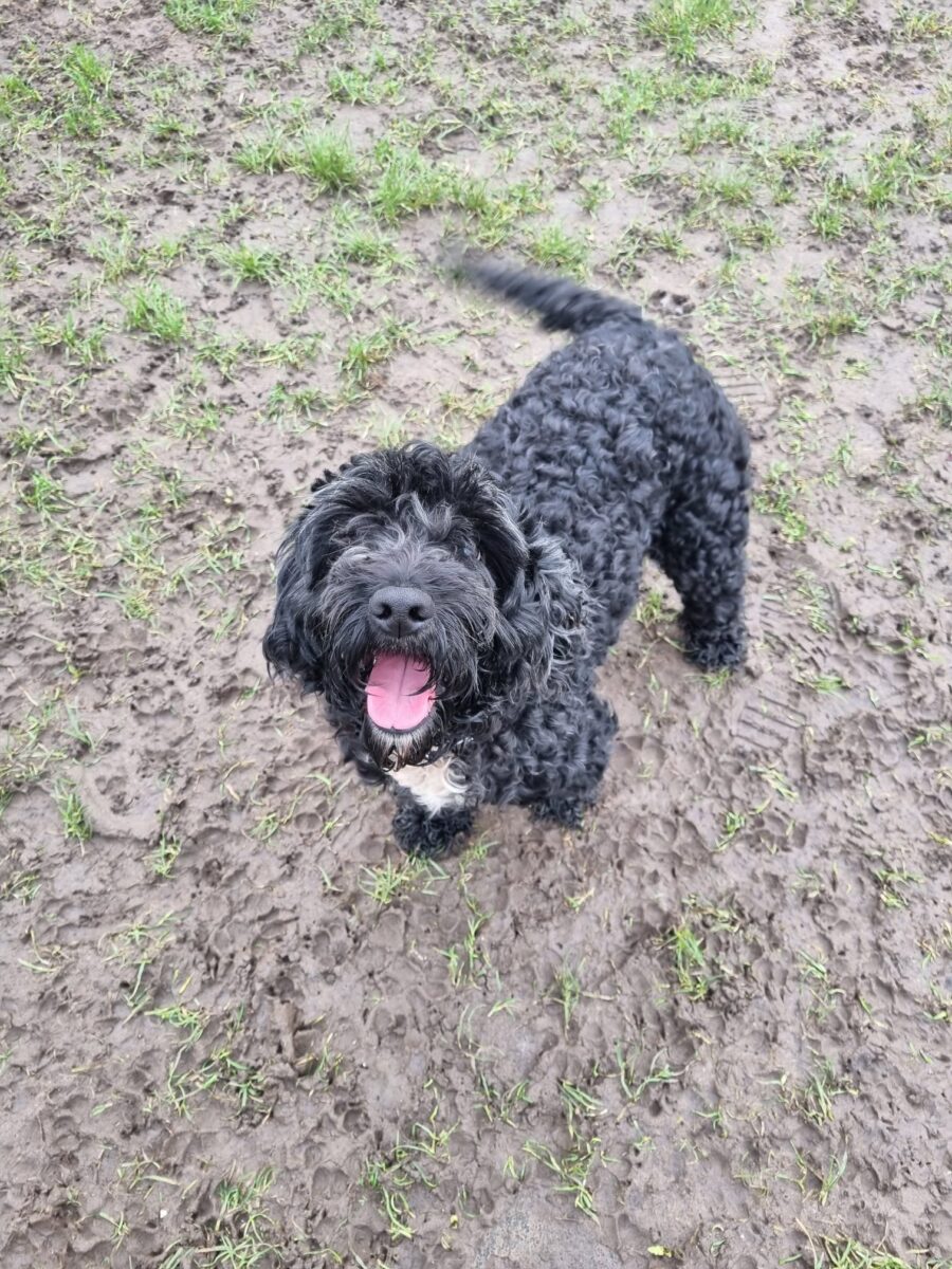 Jemima, a 1 year old unknown Unknown available for adoption from Newcastle Dogs & Cats Shelter in Newcastle-Upon-Tyne, Tyne and Wear