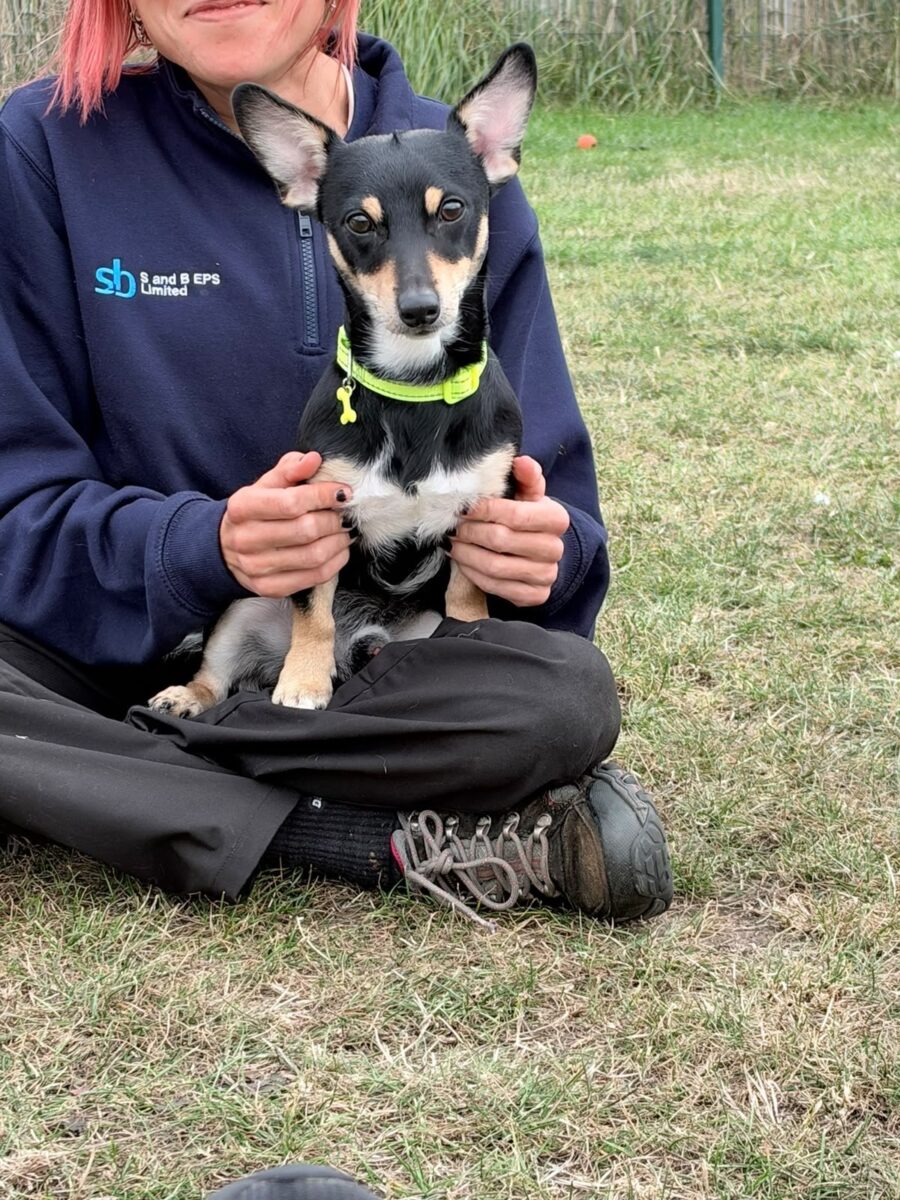 Joey, a 11 months old male Jack Russell Terrier X Chihuahua available for adoption from Newcastle Dogs & Cats Shelter in Tyne And Wear